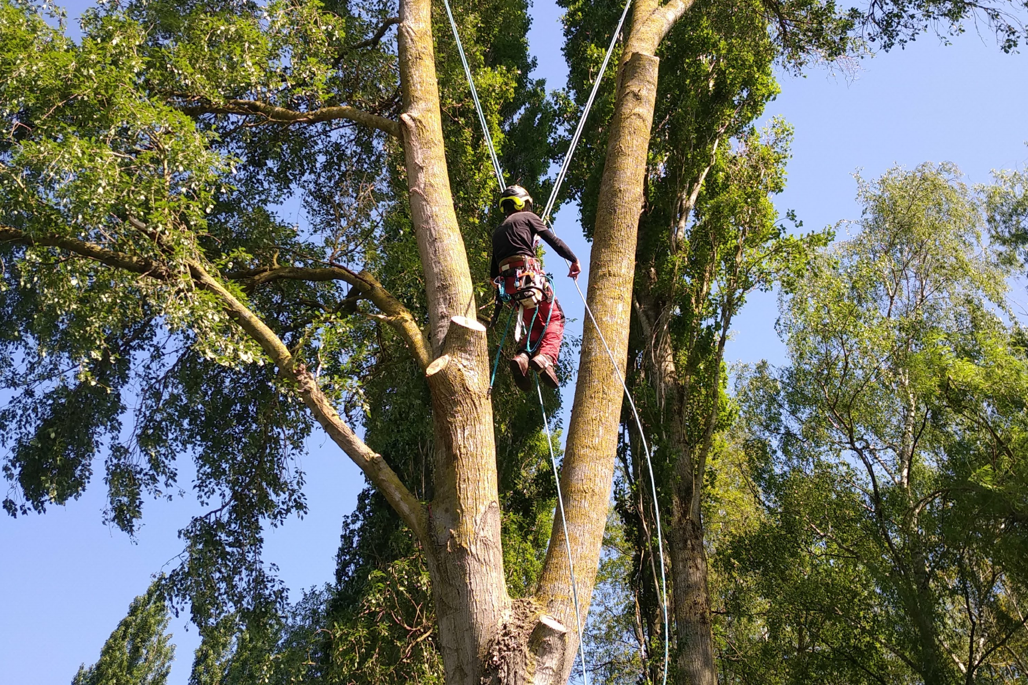 Travaux forestier Brive La Gaillarde