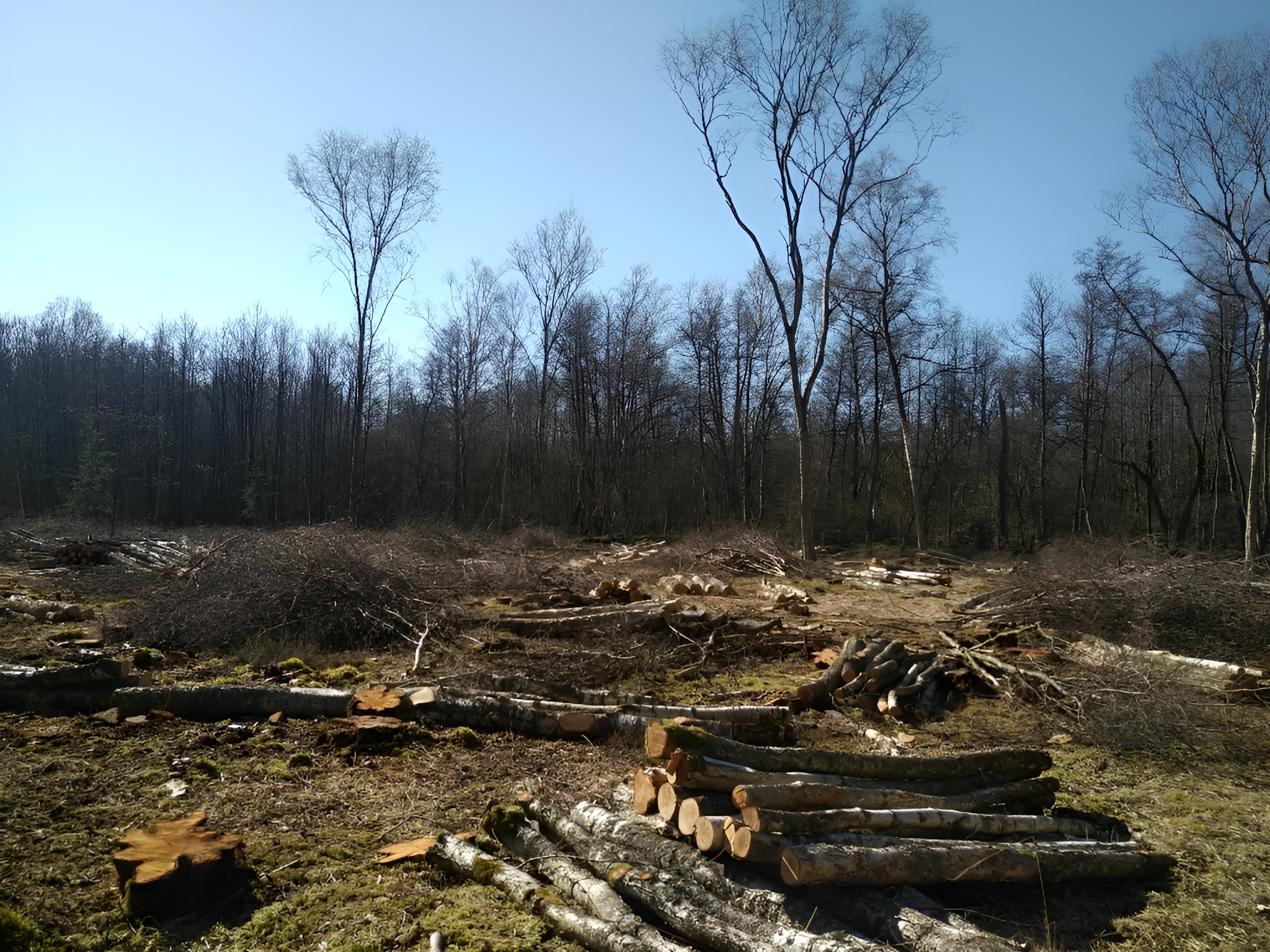 Travaux forestier Brive La Gaillarde