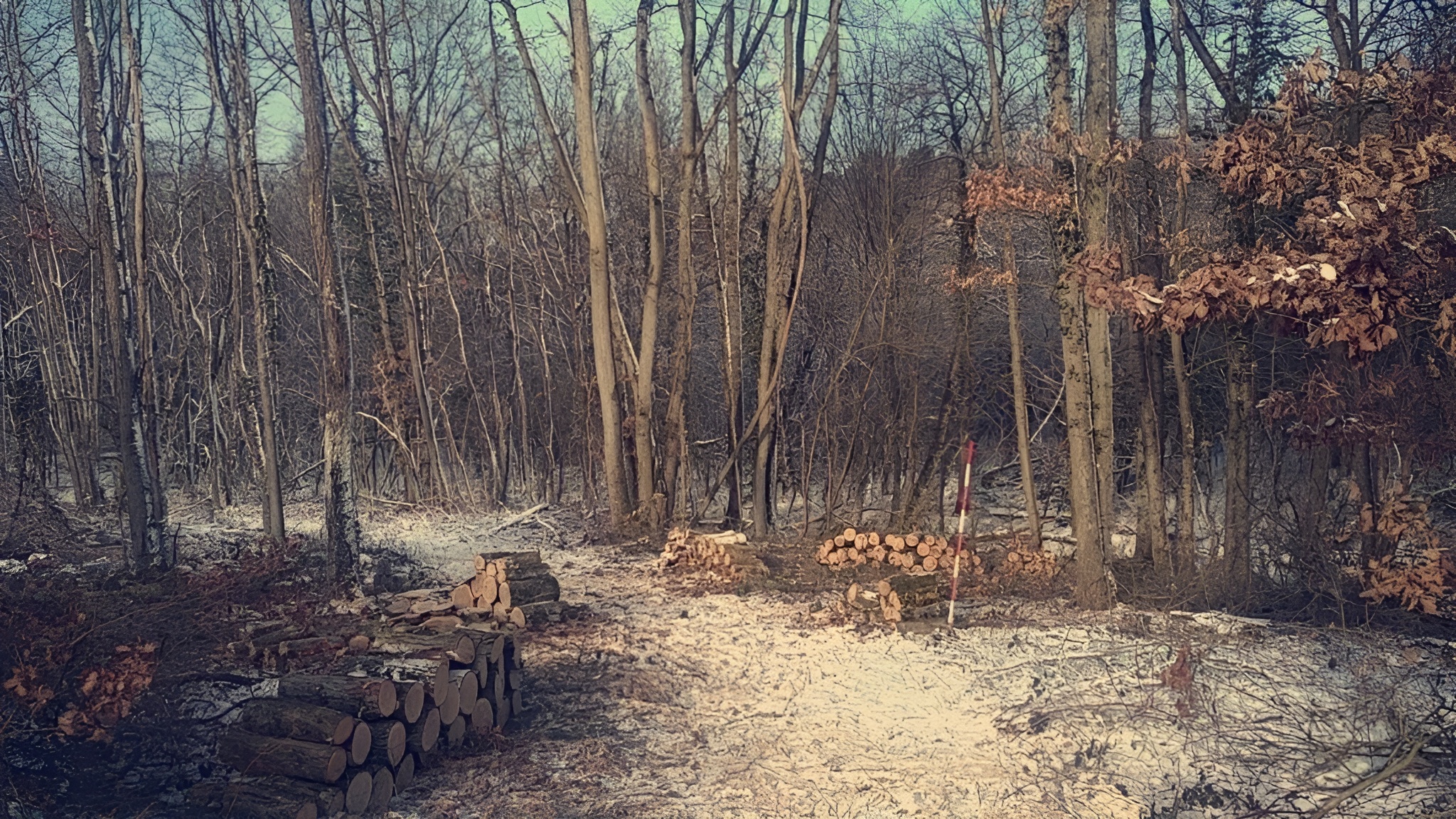 Travaux forestier Brive La Gaillarde